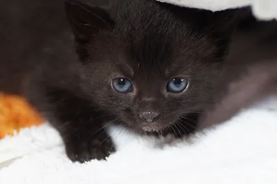 Фотография фантастического черного кота – бесплатное скачивание