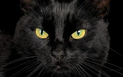 Черный кот в мире фэнтези: источник вдохновения – вебп формат