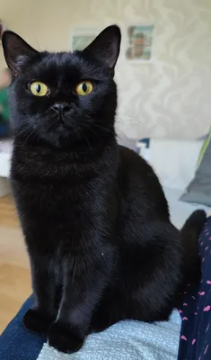Уникальное изображение черного кота – картинка для обоев