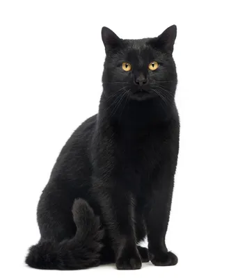Очаровательный черный кот – обои для рабочего стола