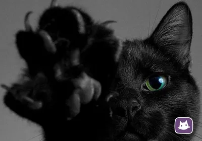 Фото с черным котом: удача и счастье – бесплатно и в хорошем качестве