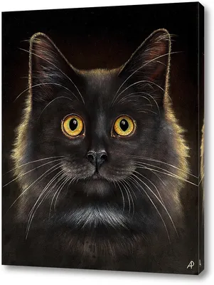 Заставка на экран с фото черного кота – 4k изображение