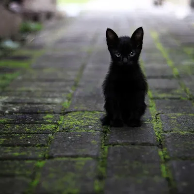 Черный кот в мире фантазий – png формат для скачивания