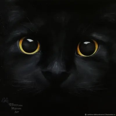 Магический черный кот в высоком разрешении – full hd картинка