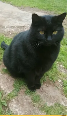 Чарующая красота черного кота – скачать в webp