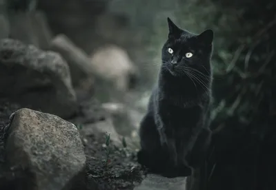 Фотография черного кота: мистика и загадки – вебп формат