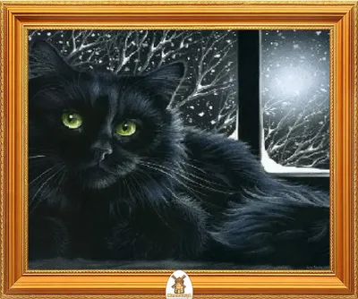 Фото черного кота: сила и элегантность – full hd картинка