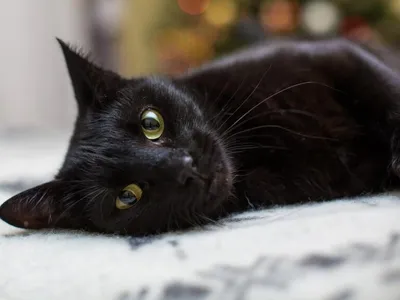 Фото черного кота в захватывающем качестве – скачать бесплатно в png