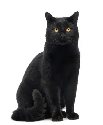 Фото черного кота: таинственный и загадочный – hd качество