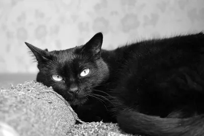 Черный кот – символ удачи и загадок – картинка для фона