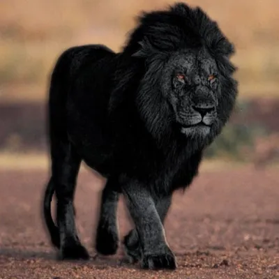 Черный лев фото 