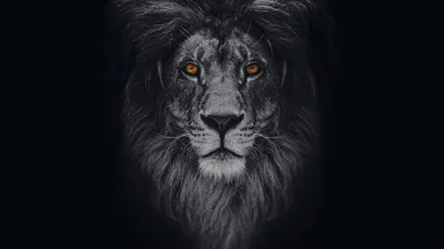 Черный лев - 75 фото