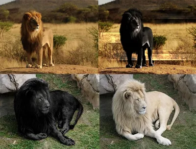 Существуют ли Чёрные львы... | Фантастика История Фентези | Дзен