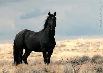 Черный мустанг фото лошадь 