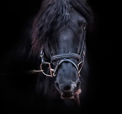 Чёрный мустанг. Black mustang. | Бельгийская лошадь, Мустанг, Лошади  аппалуза