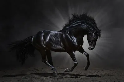 картинки : черное и белое, животное, Лошадь, Млекопитающее, Жеребец, Грива,  Темнота, Черный, монохромный, Конный, Крупным планом, Уздечка, глава,  красивая, голова лошади, Монохромная фотография, Конь как млекопитающее, Мустанг  лошадь 3209x3000 ...