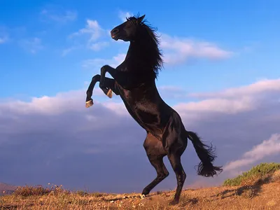 Скачать обои лошадь, вороной, черный, темный фон, животное разрешение  5944x3914 #108160