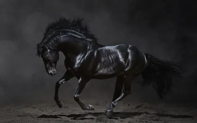 Черный Frieasian Лошадь Работаетгалоп В Freedom — стоковые фотографии и  другие картинки Фризская лошадь - Фризская лошадь, Бегать, Лошадь - iStock