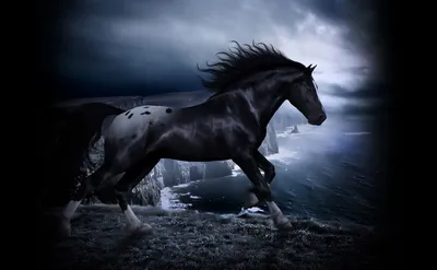 Дизайн вектора лошади мустанга черно-белый Иллюстрация вектора -  иллюстрации насчитывающей иллюстрация, мустанг: 83479645