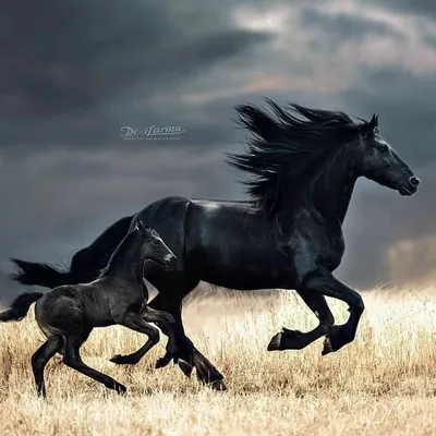 Черная Лошадь Животные - Бесплатное фото на Pixabay - Pixabay