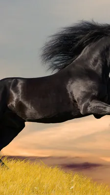 16,5*13,5 см бег дикая лошадь Mustang Стайлинг автомобиля Fansy виниловые  автомобильные наклейки и наклейки Черный/серебряный цвет | AliExpress