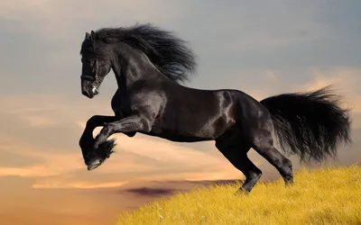 Черная лошадь (52 лучших фото)
