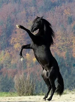 Скачать обои черный, Лошадь, мустанг, раздел животные в разрешении 640x1136