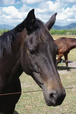 Интерьерная картина Черная лошадь/Мустанг/Фризская лошадь черная 60*80 см -  купить по низкой цене в интернет-магазине OZON (898609033)