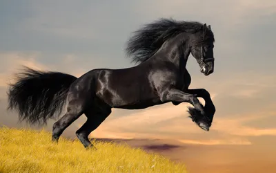 Черный конь сильный в пустыне» — создано в Шедевруме