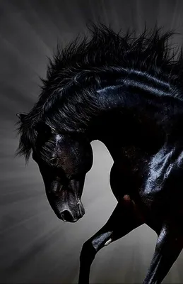 Мустанг Кладрубер Черный, конь, лошадь, изображение Форматы файлов,  животные png | PNGWing