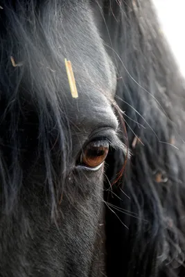 Мустанг Фризская лошадь Жеребенок, мустанг, лошадь, млекопитающее, кобыла  png | Klipartz