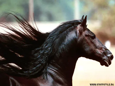 Картина Черная лошадь. Размеры: 40x80, Год: 2023, Цена: 45000 рублей  Художник Островская Елизавета