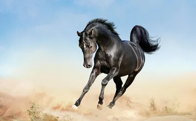 Мустанг дикой лошади - черный жеребец диапазона который как раз свернул в  грязи в ряде дикой лошади гор Pryor в Монтане США Стоковое Фото -  изображение насчитывающей зига, северно: 100599128
