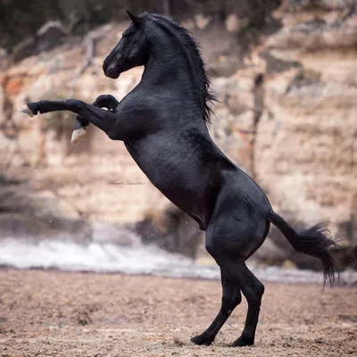 Лошадь чёрный мустанг скачет степь…» — создано в Шедевруме