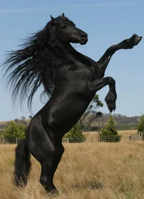 Лошадь Черный Конь Грива На - Бесплатное фото на Pixabay - Pixabay