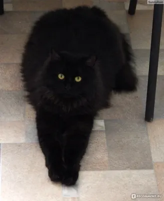Черный персидский кот фото фотографии