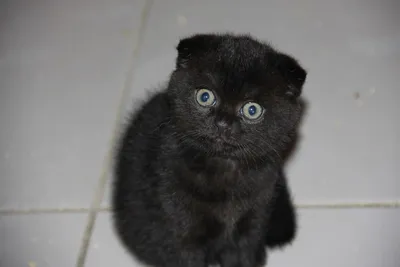 Черный шотландский кот фото 