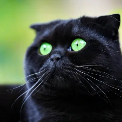 Черный шотландский кот створки с золотыми глазами конец вверх Стоковое Фото  - изображение насчитывающей мужчина, взорвать: 135158546