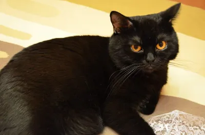 Шотландский черный вислоухий кот Scottish fold приглашает на вязку