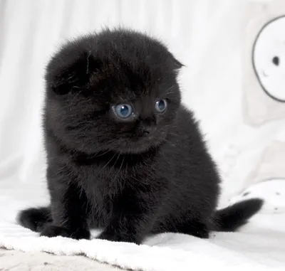 Шотландский прямоухий черный котик ))) — купить в Красноярске. Кошки,  котята на интернет-аукционе Au.ru
