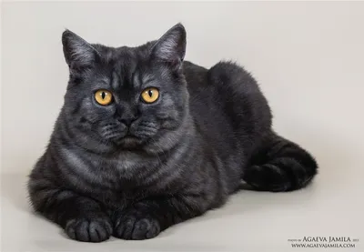 Шотландские котята черный дым - картинки и фото koshka.top