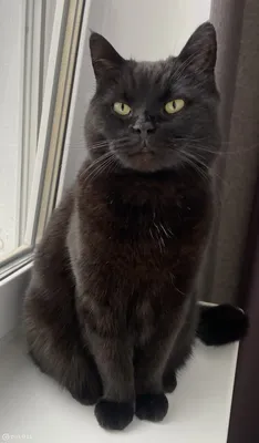 Шотландский кот черный дым - 73 фото