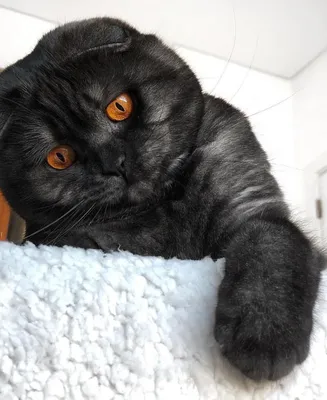 Черный шотландский кот племенника на белой предпосылке Стоковое Фото -  изображение насчитывающей ангстрома, великобританское: 129531420