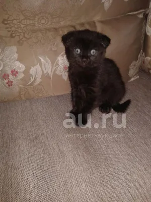 Черный вислоухий кот с желтыми глазами - 74 фото