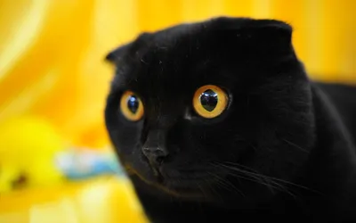 Черный шотландский кот створки с золотыми глазами конец вверх Стоковое  Изображение - изображение насчитывающей глаз, характер: 135158523