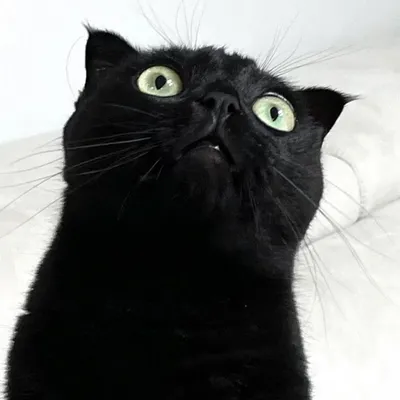 Черный шотландский кот створки с золотыми глазами конец вверх Стоковое Фото  - изображение насчитывающей шерсть, створка: 135158552