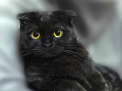 Черный шотландский веслоухий кот» — создано в Шедевруме