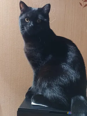 Черный шотландский кот с оранжевыми …» — создано в Шедевруме