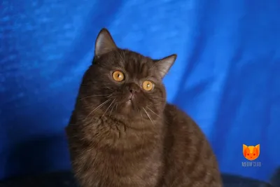 Черный шотландский вислоухий кот …» — создано в Шедевруме