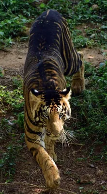 Маленький черный тигр» — создано в Шедевруме